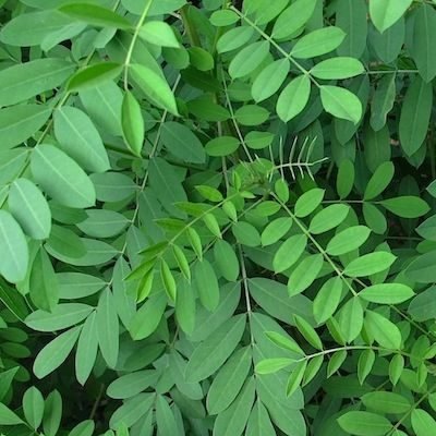 Avuri Leaf Annai Aravindh (50 g)