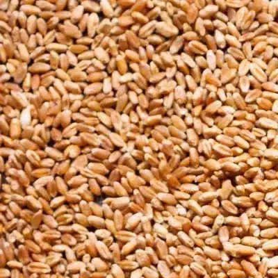 Wheat (1 Kg)